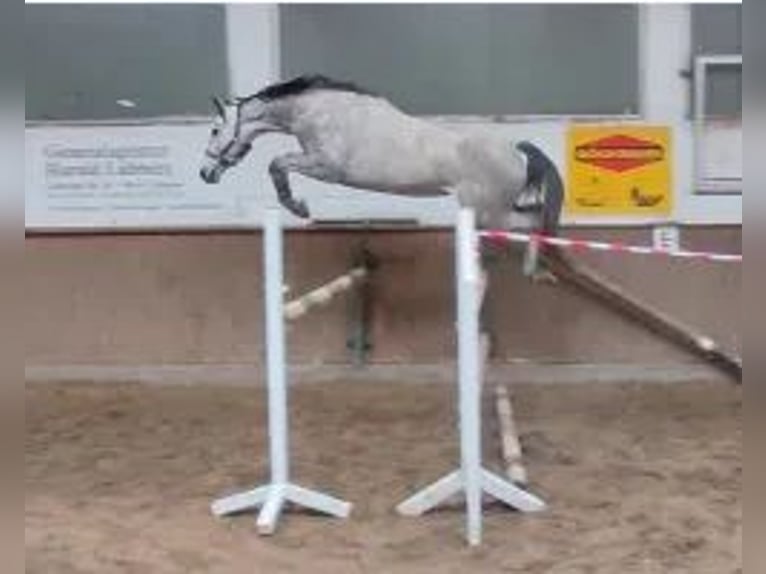 Hannover Giumenta 8 Anni 168 cm Grigio in Overath