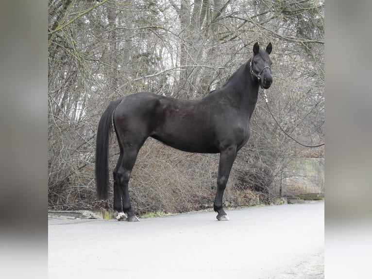 Hannover Giumenta 8 Anni 168 cm Morello in Verl