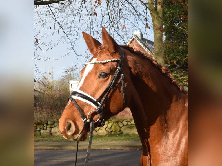 Hannover Giumenta 8 Anni 168 cm Sauro in Fredenbeck