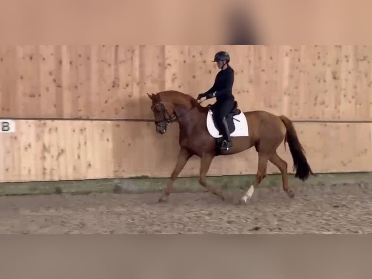 Hannover Giumenta 8 Anni 168 cm Sauro in Extertal