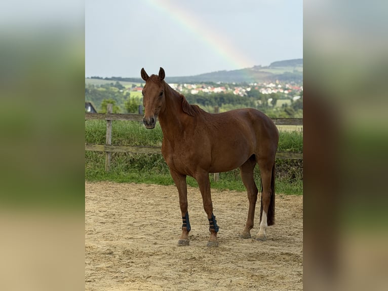 Hannover Giumenta 8 Anni 168 cm Sauro in Extertal