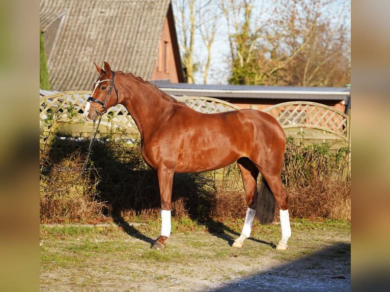 Hannover Giumenta 8 Anni 168 cm Sauro scuro in Hohenfelde