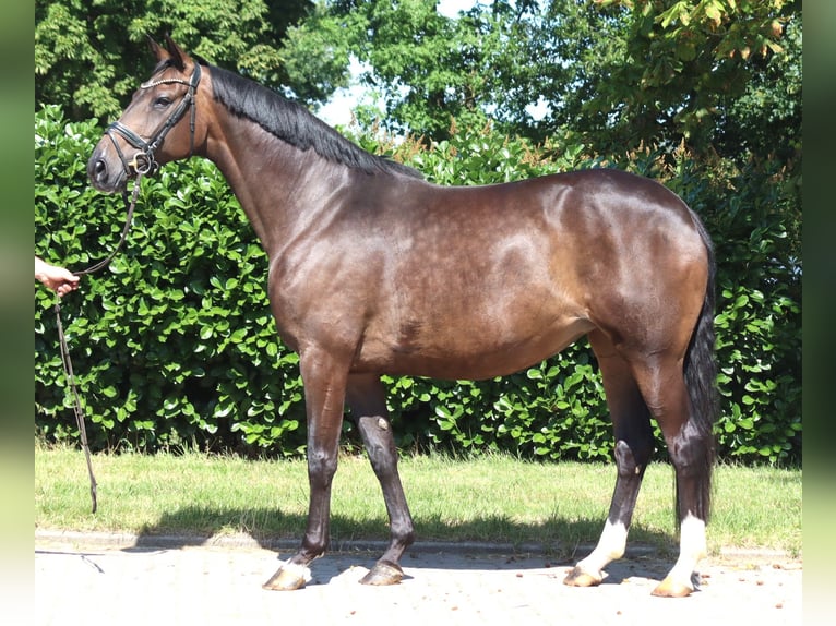 Hannover Giumenta 8 Anni 169 cm Baio in Selsingen