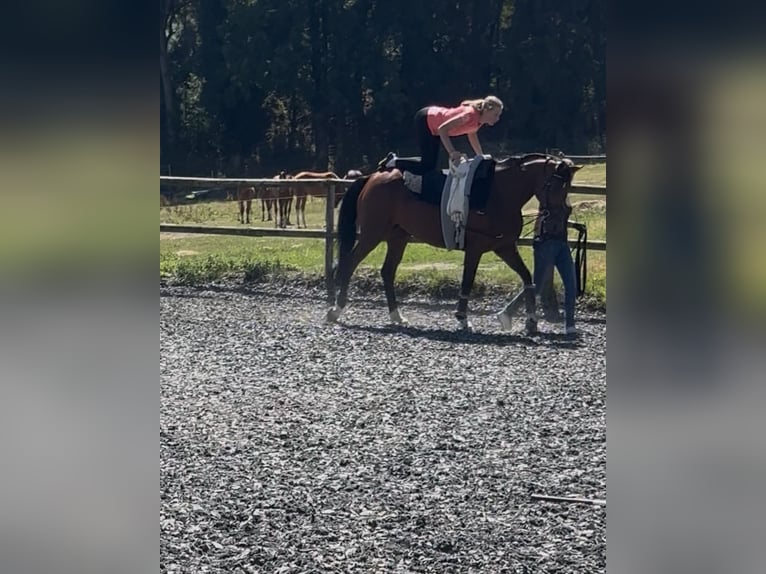 Hannover Giumenta 8 Anni 169 cm Baio in Hasbergen