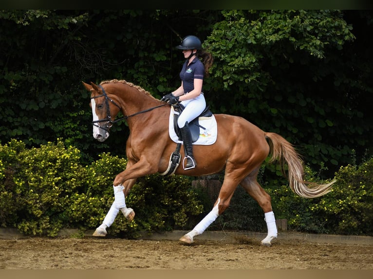 Hannover Giumenta 8 Anni 169 cm Sauro in Riedstadt