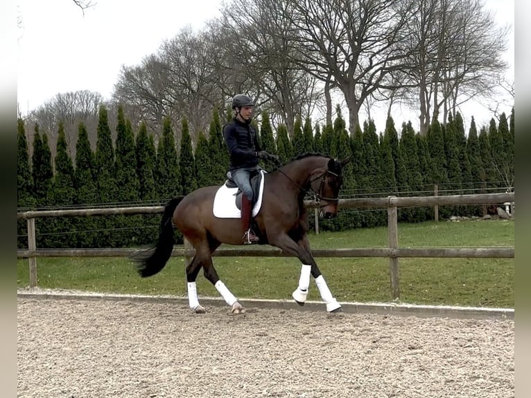 Hannover Giumenta 8 Anni 170 cm Baio in Westerstede