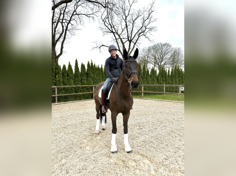 Hannover Giumenta 8 Anni 170 cm Baio in Westerstede