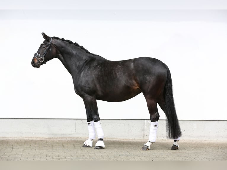 Hannover Giumenta 8 Anni 170 cm Baio nero in Lengenfeld