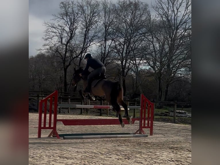 Hannover Giumenta 8 Anni 170 cm Baio scuro in Añezcar