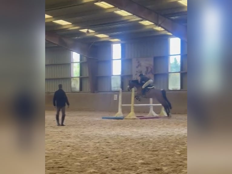 Hannover Giumenta 8 Anni 170 cm Baio scuro in Añezcar