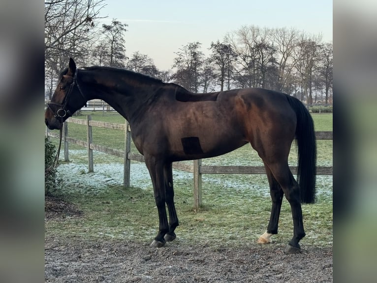 Hannover Giumenta 8 Anni 170 cm Baio scuro in Bremen