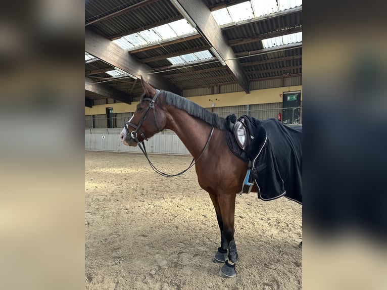 Hannover Giumenta 8 Anni 170 cm Baio scuro in Trier