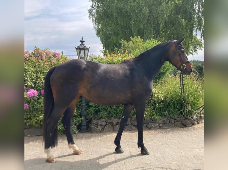 Hannover Giumenta 8 Anni 170 cm Baio scuro in Weilburg