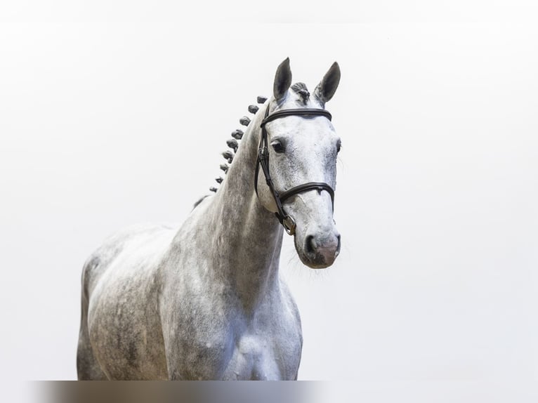 Hannover Giumenta 8 Anni 170 cm  in Waddinxveen