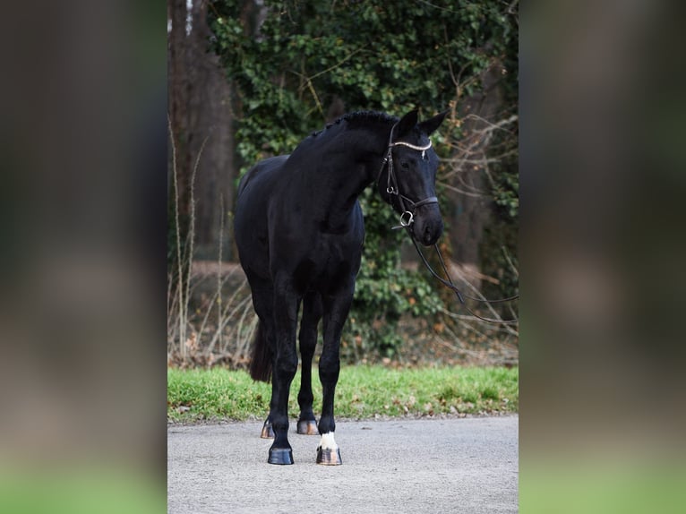 Hannover Giumenta 8 Anni 170 cm Morello in Békésszentandrás