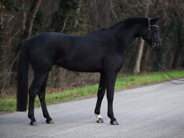 Hannover Giumenta 8 Anni 170 cm Morello in Békésszentandrás