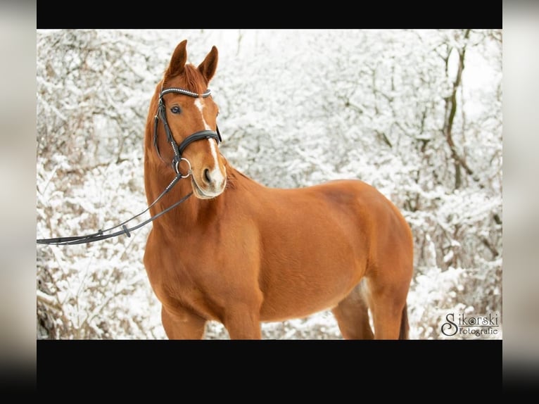 Hannover Giumenta 8 Anni 170 cm Sauro in Dallgow-D&#xF6;beritz