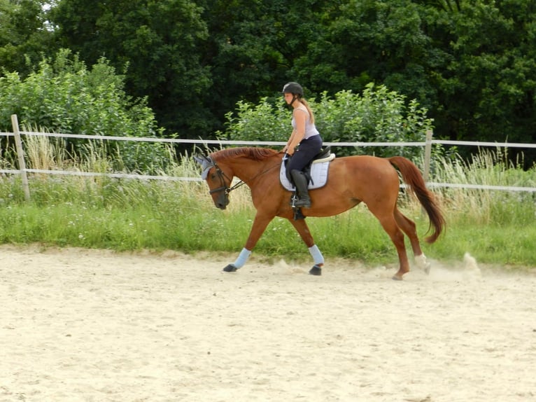 Hannover Giumenta 8 Anni 170 cm Sauro in Wiesbaden