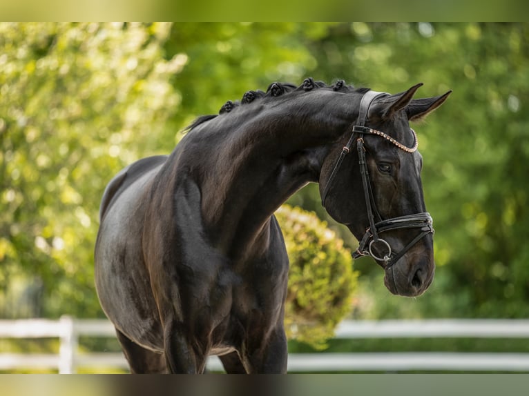 Hannover Giumenta 8 Anni 171 cm Baio nero in Wehringen