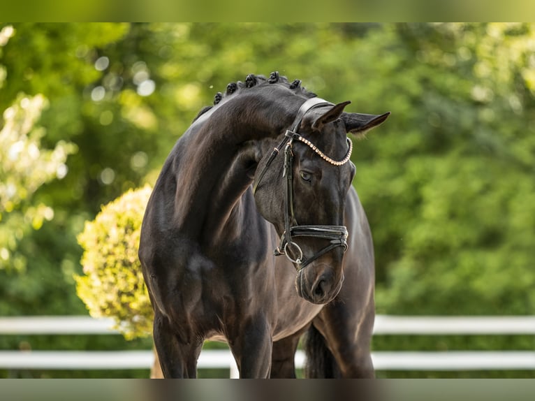 Hannover Giumenta 8 Anni 171 cm Baio nero in Wehringen