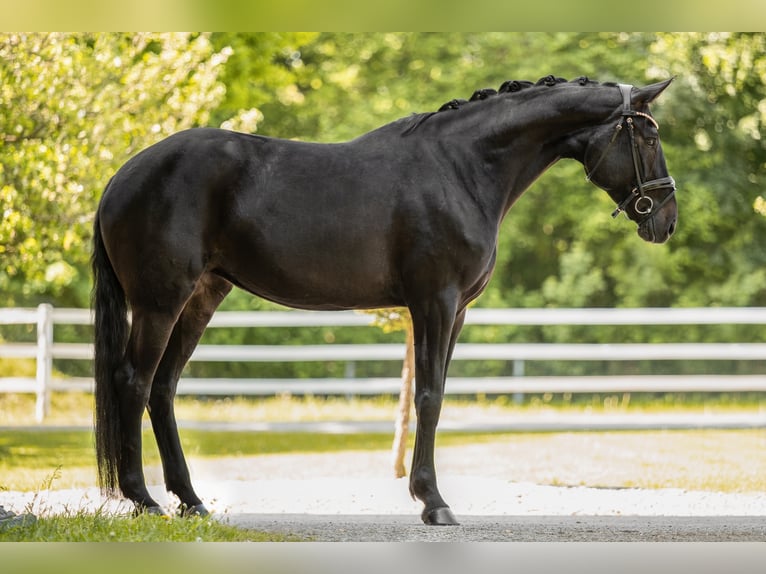 Hannover Giumenta 8 Anni 171 cm Baio nero in Wehringen