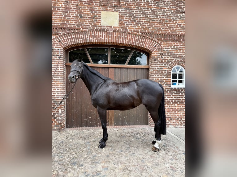 Hannover Giumenta 8 Anni 171 cm Morello in Maasen