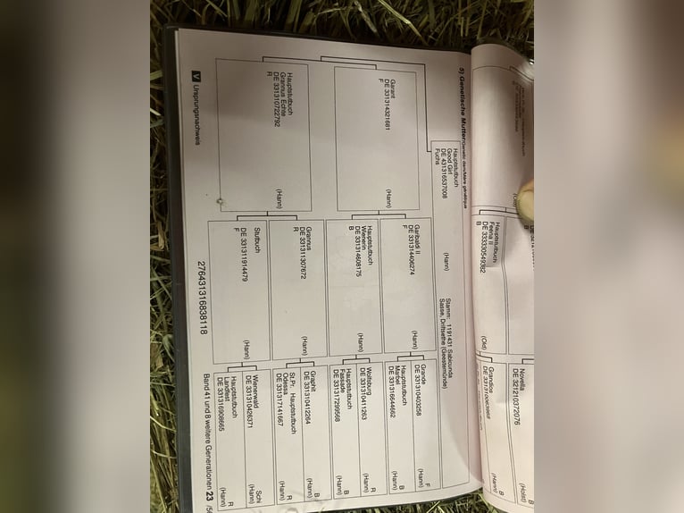 Hannover Giumenta 8 Anni 171 cm Sauro in Walsrode