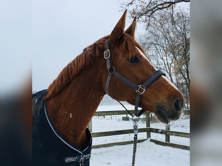 Hannover Giumenta 8 Anni 171 cm Sauro in Walsrode