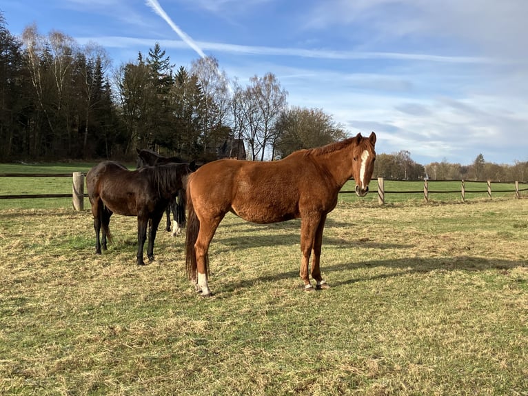 Hannover Giumenta 8 Anni 171 cm Sauro in Walsrode