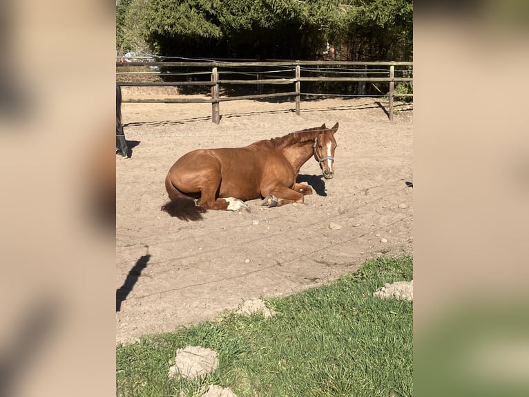 Hannover Giumenta 8 Anni 171 cm Sauro in Walsrode