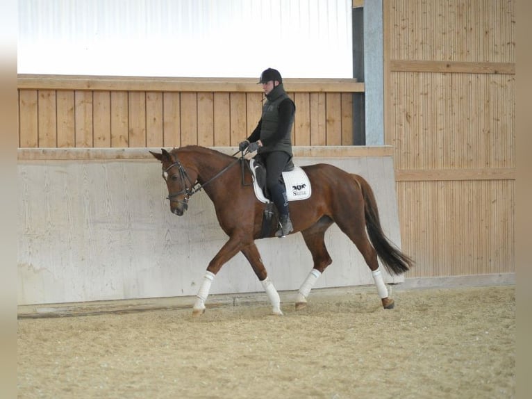 Hannover Giumenta 8 Anni 172 cm Sauro in Wellheim