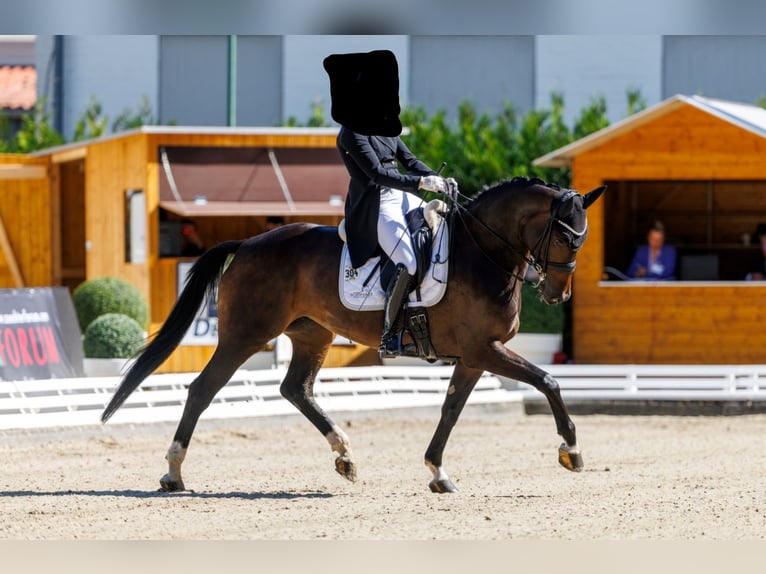 Hannover Giumenta 8 Anni 173 cm Baio nero in Fröndenberg