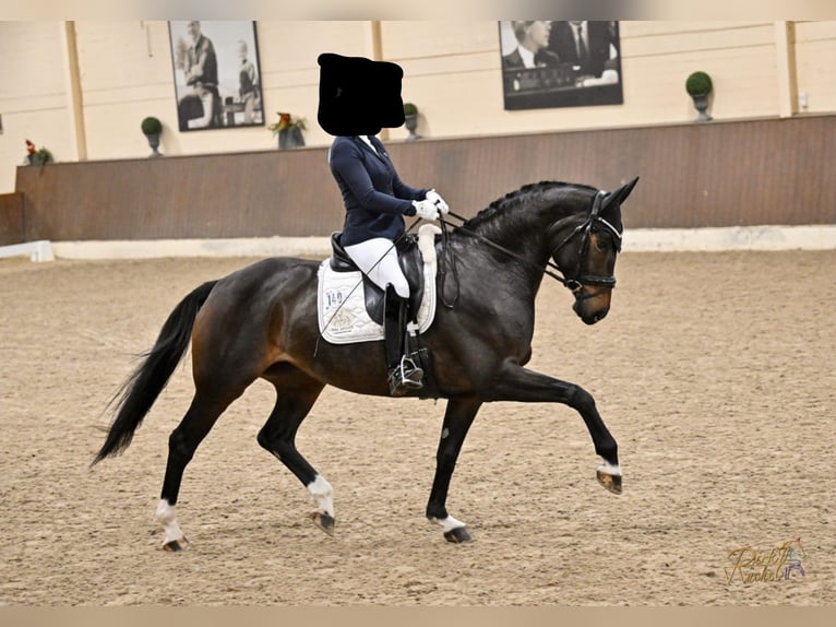 Hannover Giumenta 8 Anni 173 cm Baio nero in Fröndenberg