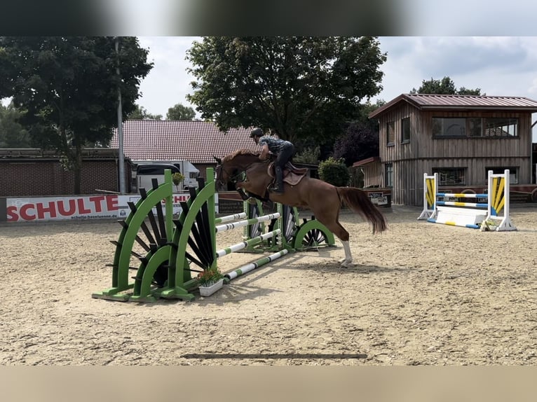 Hannover Giumenta 8 Anni 173 cm Sauro in Haselünne