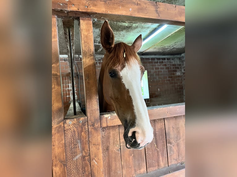 Hannover Giumenta 8 Anni 173 cm Sauro in Haselünne