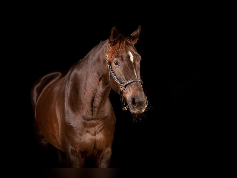 Hannover Giumenta 8 Anni 173 cm Sauro scuro in Deinstedt