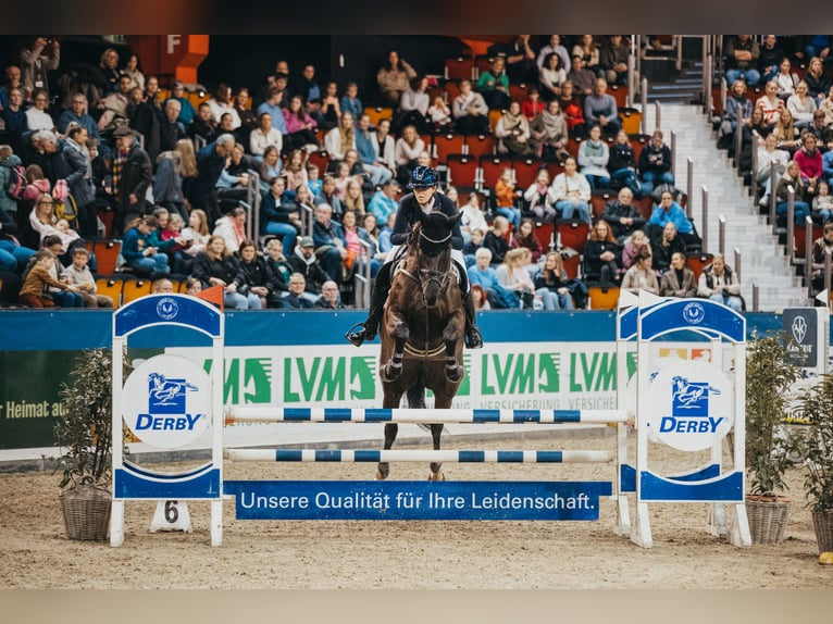 Hannover Giumenta 8 Anni 174 cm Morello in Greven