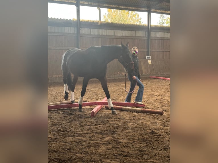 Hannover Giumenta 8 Anni 175 cm Baio in Hamburg