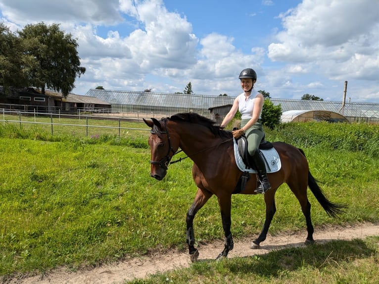 Hannover Giumenta 8 Anni 175 cm Baio in Hamburg