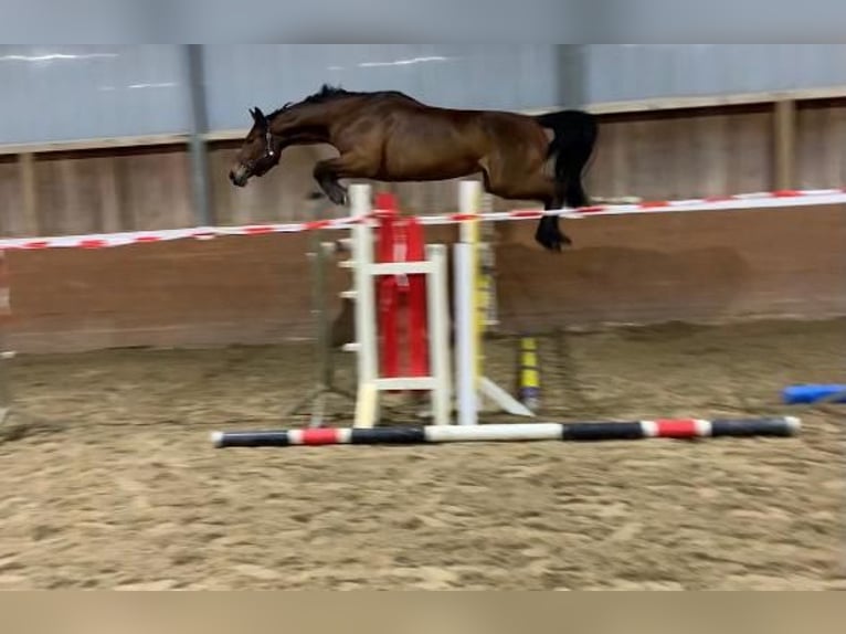 Hannover Giumenta 8 Anni 175 cm Baio in Salzhausen