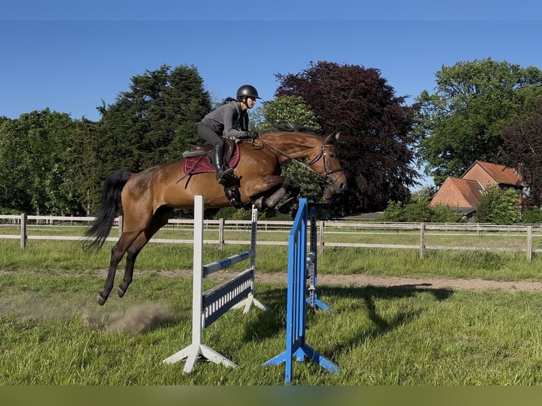 Hannover Giumenta 8 Anni 175 cm Baio in Egestorf