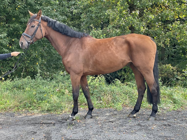 Hannover Giumenta 8 Anni 175 cm Baio in Overath