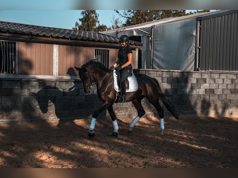 Hannover Giumenta 8 Anni 175 cm Morello in Düsseldorf