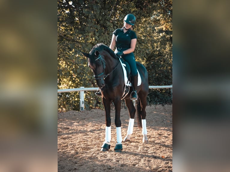 Hannover Giumenta 8 Anni 175 cm Morello in Düsseldorf