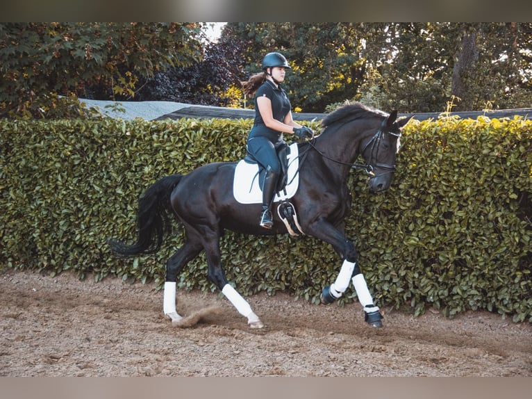 Hannover Giumenta 8 Anni 175 cm Morello in Düsseldorf