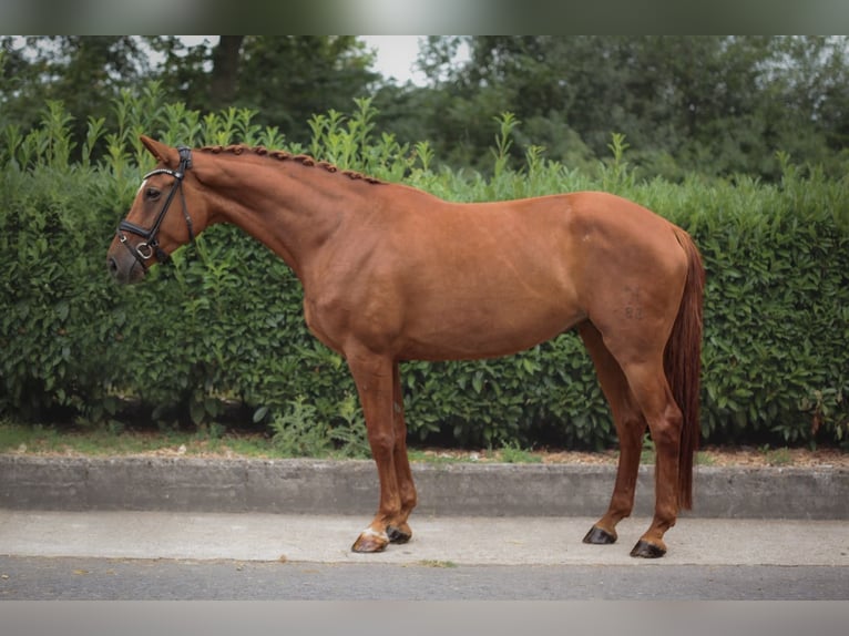 Hannover Giumenta 8 Anni 175 cm Sauro in Ahaus