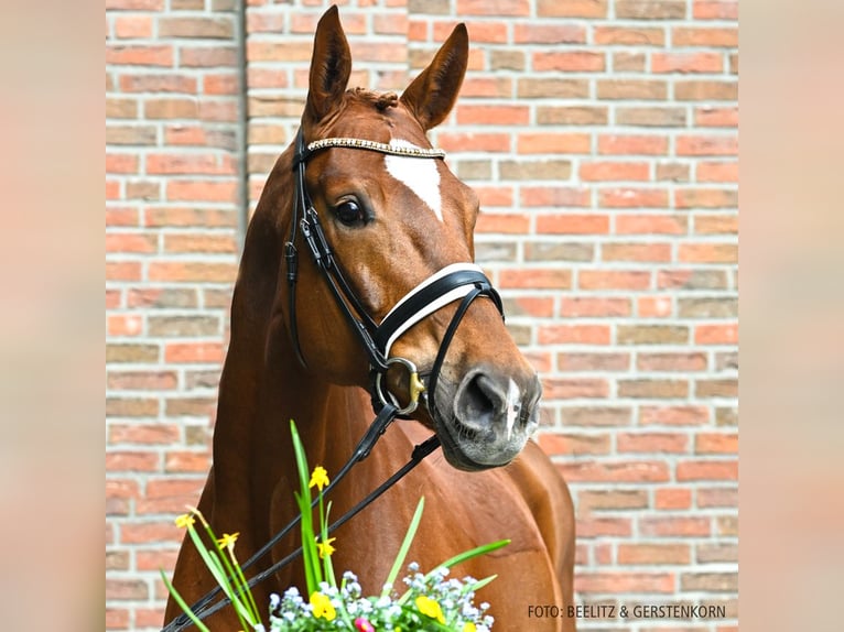 Hannover Giumenta 8 Anni 175 cm Sauro scuro in Verden