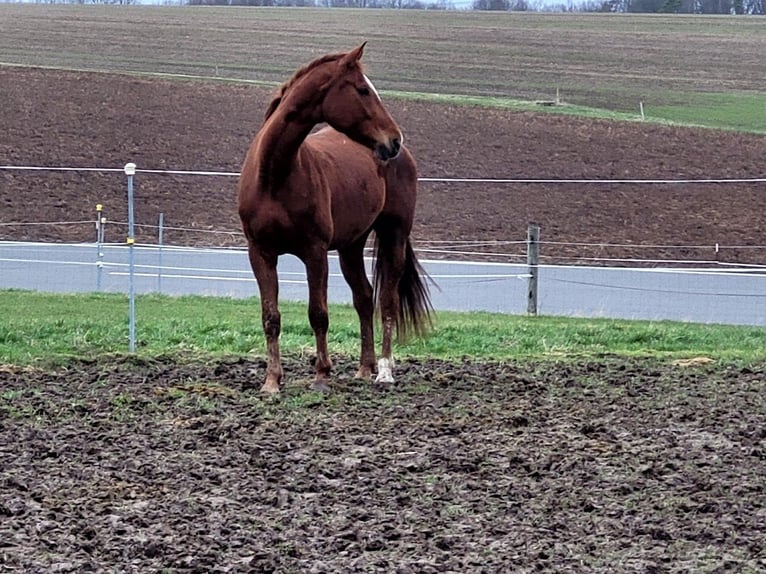 Hannover Giumenta 8 Anni 176 cm Sauro in Burgstädt