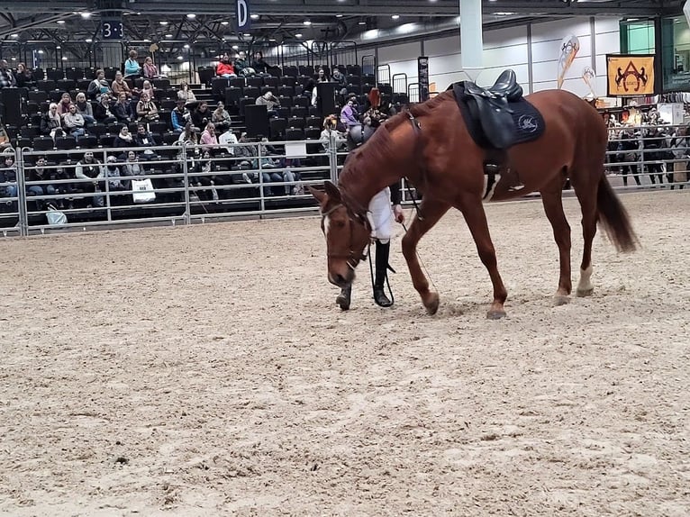 Hannover Giumenta 8 Anni 176 cm Sauro in Burgstädt