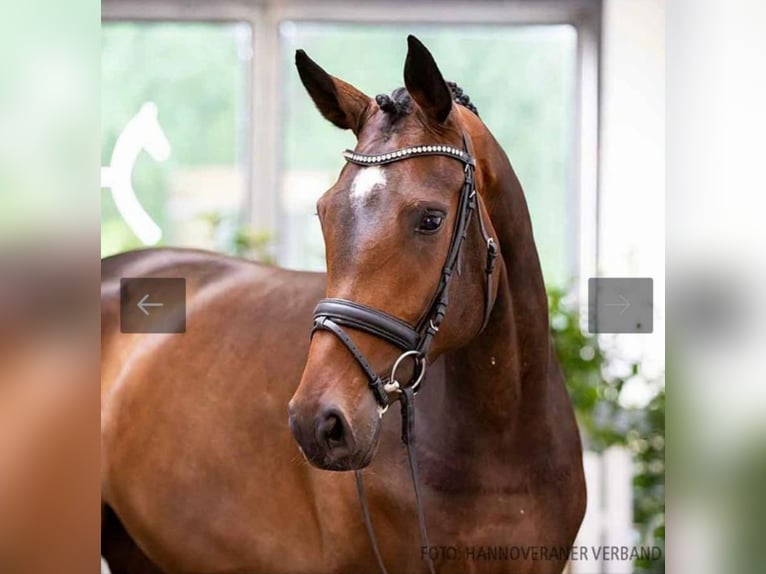 Hannover Giumenta 8 Anni 179 cm Baio in Sigmaringen
